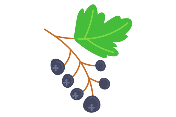 The Lush Appeal of Black Currant Color Icon Berry Natural